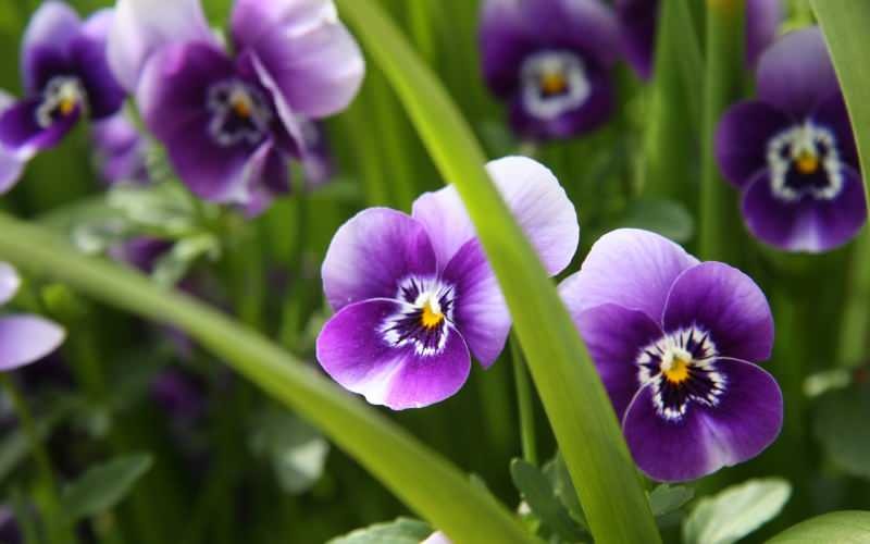 Hur ta hand om en violetta blomma? Hur reproducerar jag en violetta blomma?