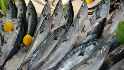 Vilka är fördelarna med bonitofisk och vad är det bra för? Vilken fisk ska konsumeras hur?