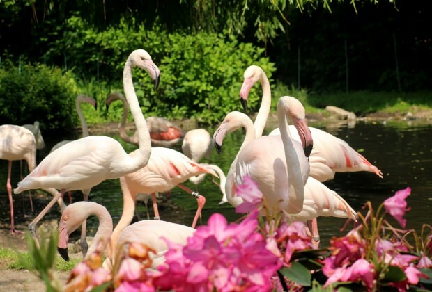 Vad kan man göra i Flamingoköy?