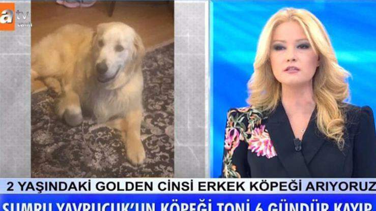 Presentatören Müge Anlı meddelade: Skådespelerskan Sumru Yavrucuk hund hittades ...