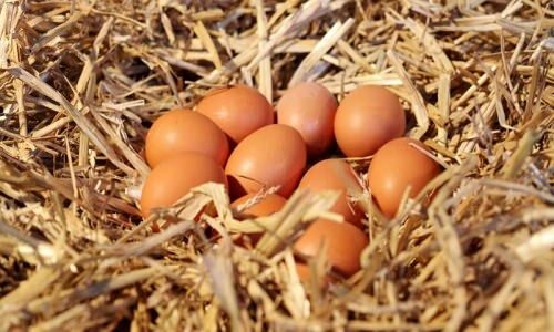 Hur förstår ekologiska ägg?