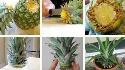 Hur man växer ananas hemma?