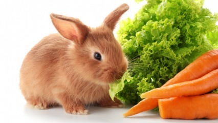  Vad äter kaninen och vad äter han? Enkel kaninvård hemma