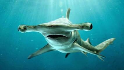  Läskiga bilder! Hammerhead haj utanför Floridas kust.