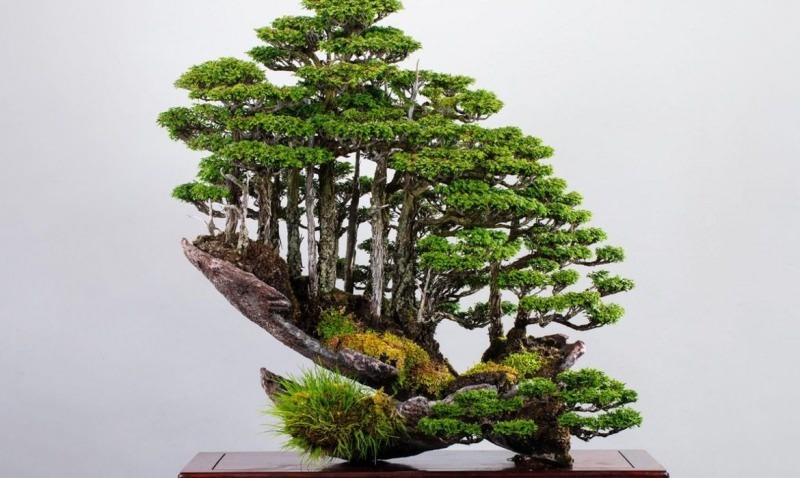 bonsai träd funktioner
