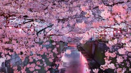 Vad betyder Sakura? Okända egenskaper hos sakura blomma