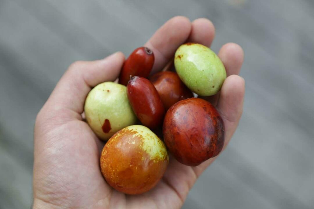 En metod för att gå ner i vikt genom att äta jujube! Vad är jujube, gör det te för viktminskning? Fördelarna med jujubevinäger