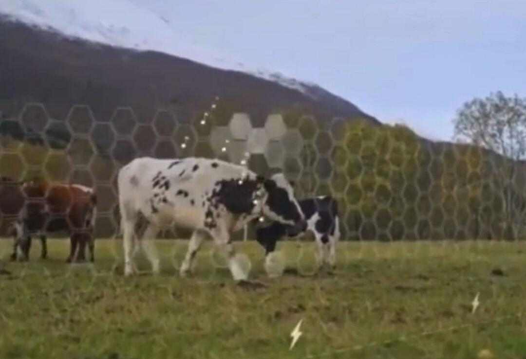 Virtual Fence började testas på djur