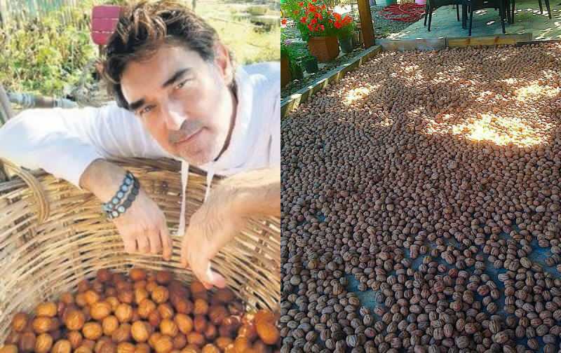 Burak samlade rätt valnötter på sin gård