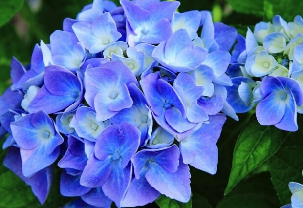 Blå hortensia