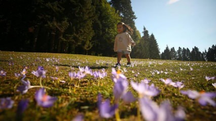 Krokusar som blommar på västra Svarta havets platåer fascinerar dem som ser det!