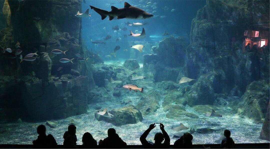 Istanbuls akvarium