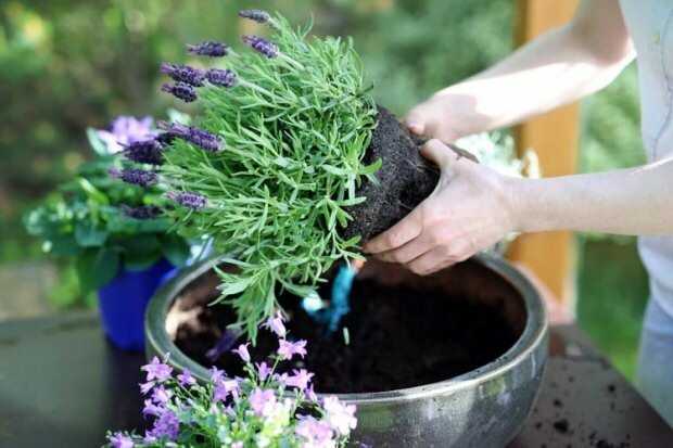 Hur man tar hand om lavendelblommor, reproduktion och växer hemma