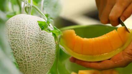 Hur väljer man en melon? Nyckeln till att välja söta meloner som honung