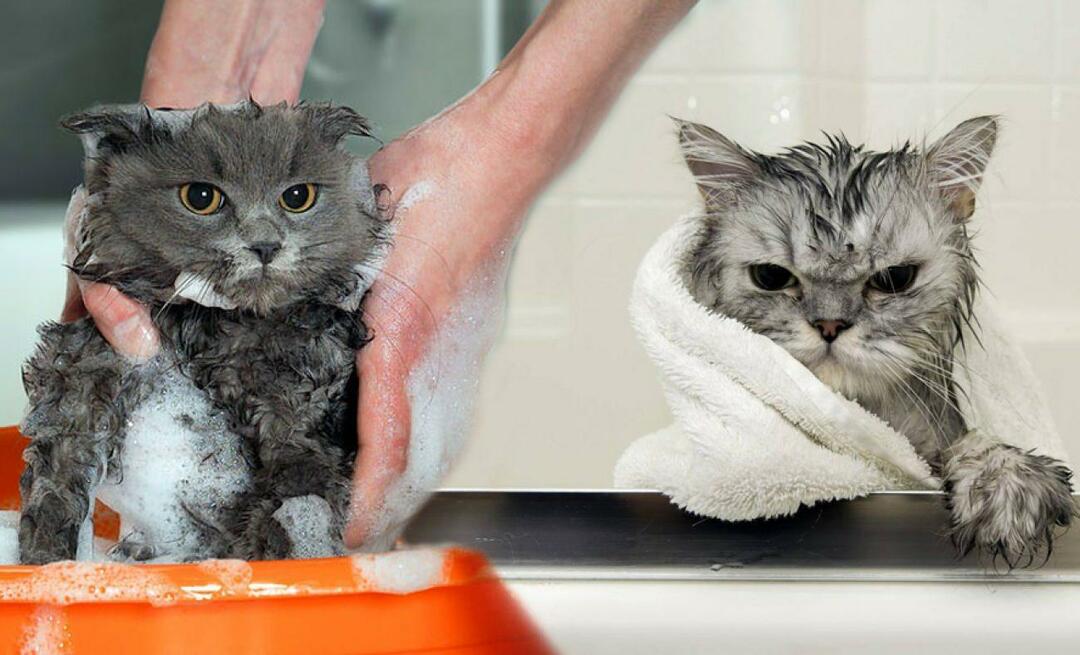 Tvättar katter? Hur tvättar man katter? Är det skadligt att bada katter?