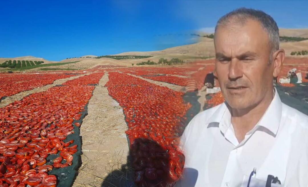 Tomatskörden för torkning har börjat i Malatya!