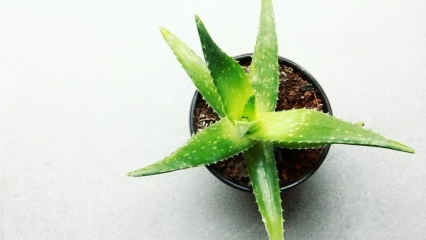Hur är Aloe vera vård? Aloe vera vård på vintern