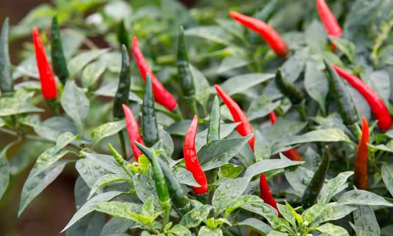 Hur man odlar grön paprika i krukor? Vilka är knepen med att växa paprika hemma?