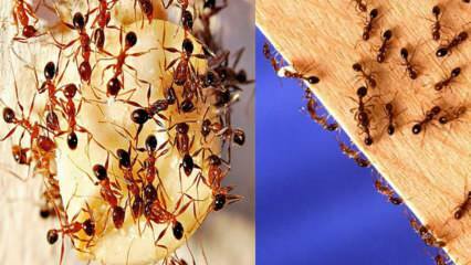 Hur förstör man myror i huset? Vad ska man göra för att bli av med myror, den mest effektiva metoden