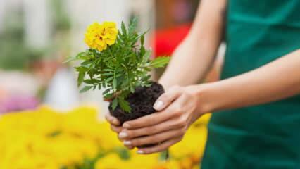 Skälen för att odla växter hemma? Är det skadligt att odla blommor hemma?