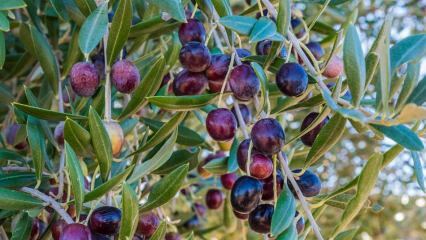 Vilka är fördelarna med olivolja? Vad krävs för att svälja olivfrön? Hur konsumeras olivblad?
