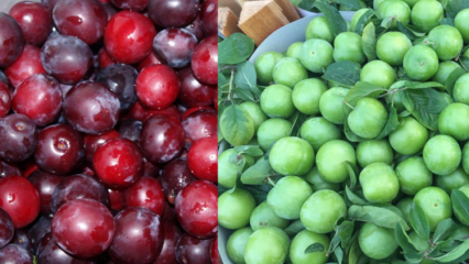 Vilka är fördelarna med grön och röd körsbärsplommon? Vad gör röd körsbär plommonsaft?