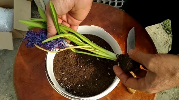 Hyacint blomma vård