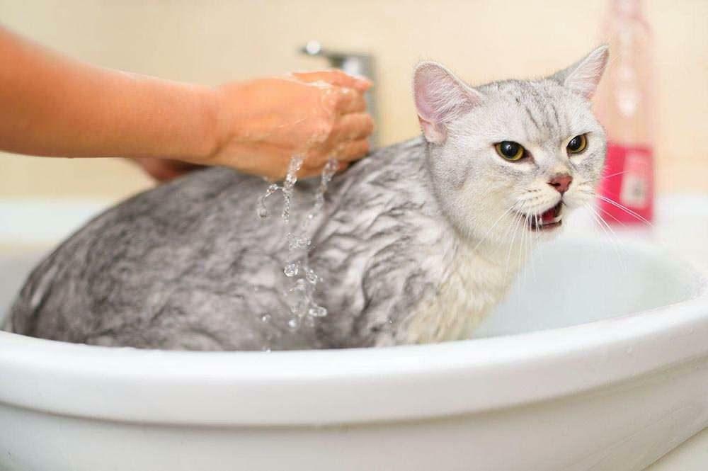 Hur man tvättar en katt