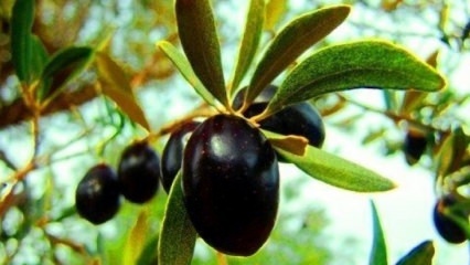 Hur tar man hand om ett olivträd hemma? 