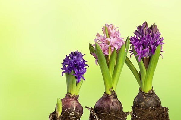Hyacint blomma vård
