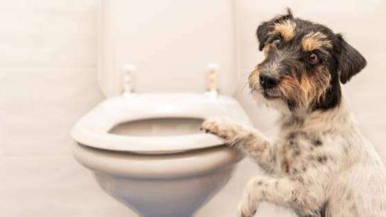 Hur man gör hundens toalettvanor