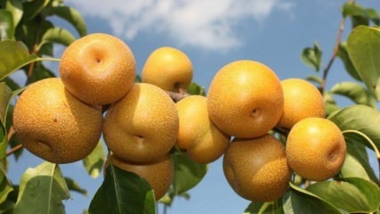 Vad är nash päron, vad är fördelarna?