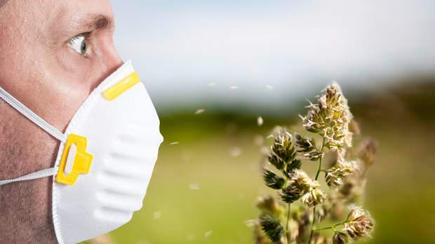 vårallergi orsakas av pollen, husdjur, ökad temperatur och damm