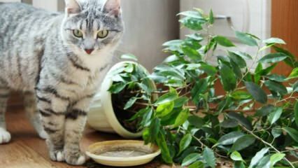 Hur hålls katter borta från växter?