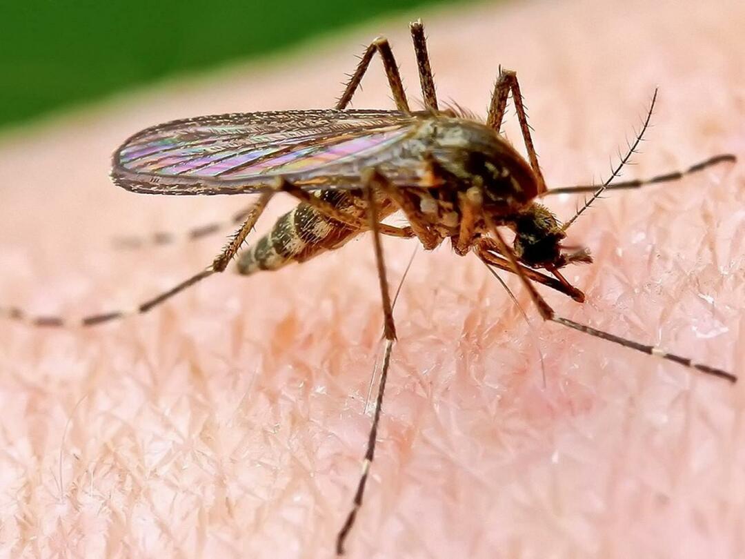 Varför biter myggor vissa människor mer?