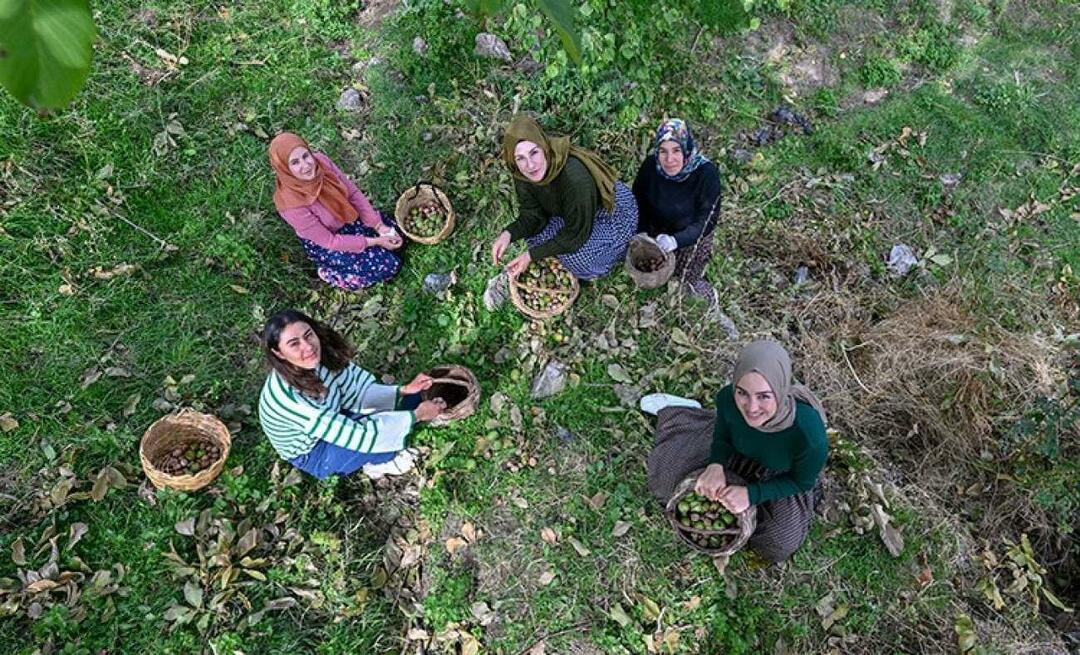 Kvinnor från Van distribuerar valnötter till Turkiet under varumärket 