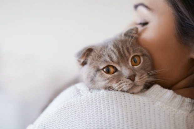 Hur kan man förhindra stress från katter? 