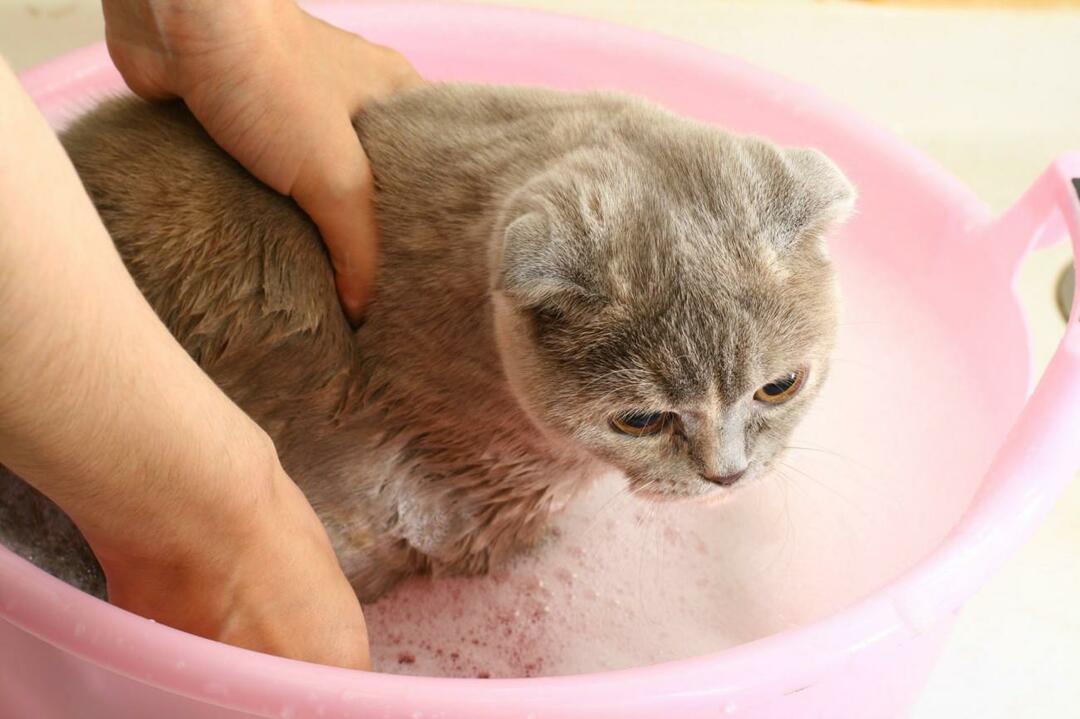 hur man tvättar katter