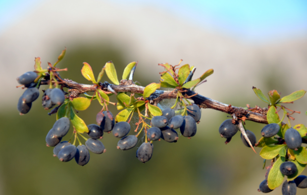 Vilka är fördelarna med barberryplantan? Hur gör jag te från berberbärsplanten?