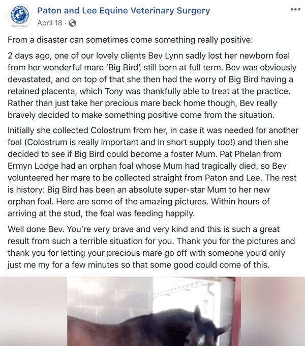 Exempel på ett Facebook-inlägg med en berättelse från Paton och Lee Equine Veterinary Surger.