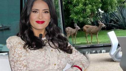 Hollywoodstjärnan Salma Hayek delade hjorten som gick in i hennes trädgård på sociala medier!