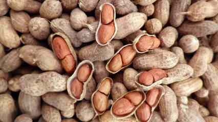 Vilka är fördelarna med jordnötter? Om du konsumerar en handfull jordnötter om dagen... 