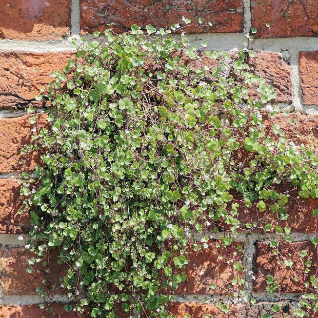 Hur man planterar murgröna frön? Ivy frö