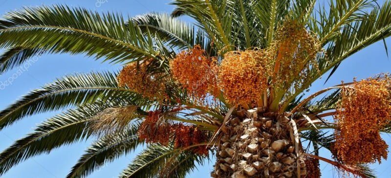 Vad är en palmträd? Vad är palmträdets egenskaper, hur man odlar det