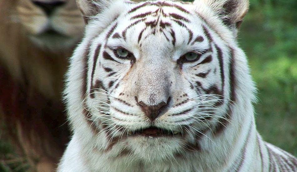 Den vita tigern i djurparken sprider fara