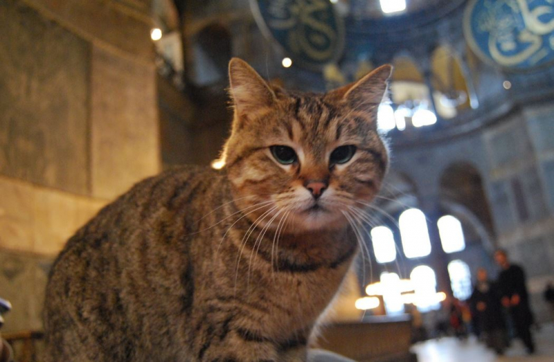 Hagia Sophias katt Gli är hos veterinären: Dina goda önskningar väntar!