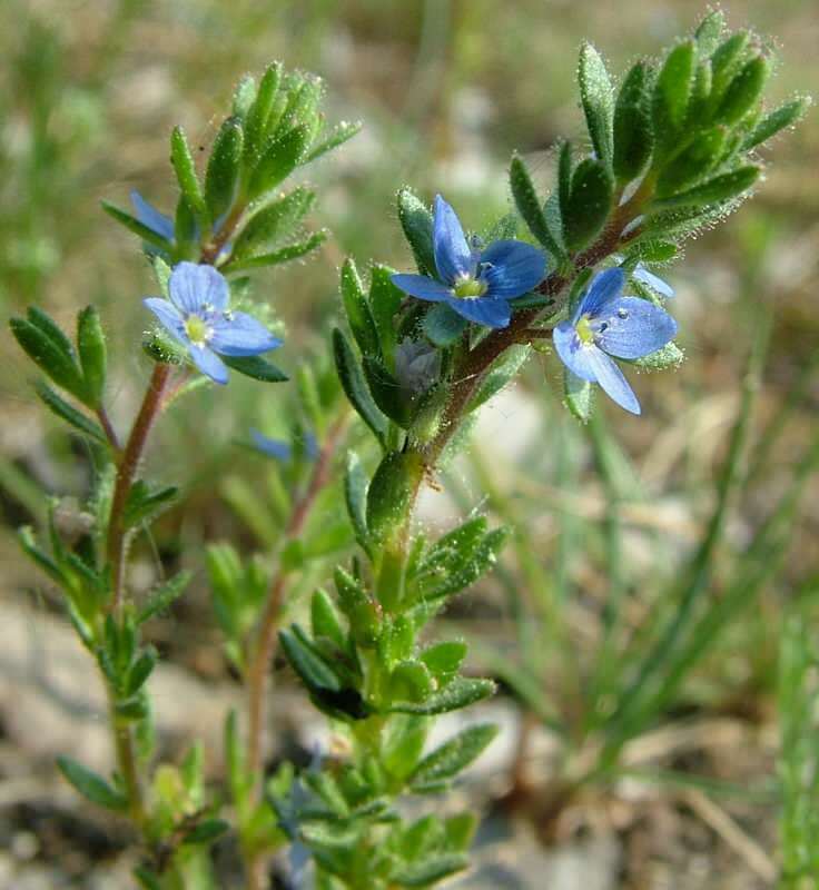 speedwell gynnar magproblem