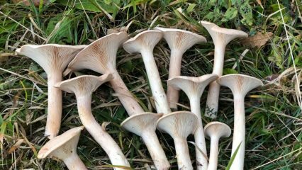 Vilka är de mest värdefulla svamparna i vårt land? Vilka rutter ska du följa när du söker efter svamp?