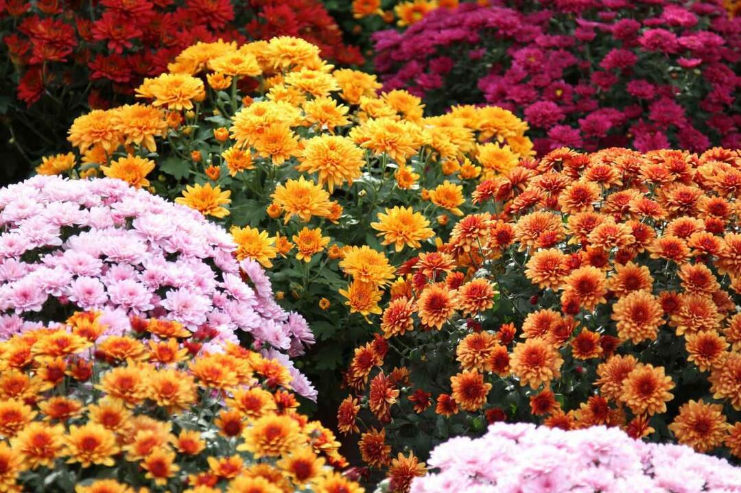 Färger av krysantemum blomma 