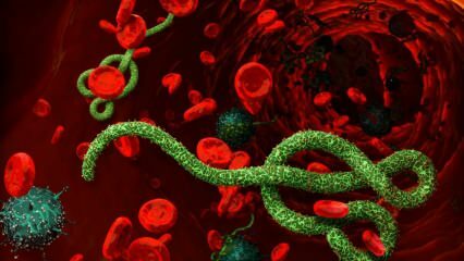 Vad är ebolavirus? Hur överförs ebolaviruset? Vilka är symptomen på ebolavirus? 